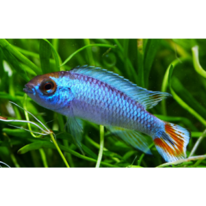 PO. Apistogramma agassizi "Blue Neon" 3-4cm