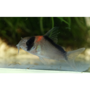 PO. Hoplisoma duplicareus 2-3cm