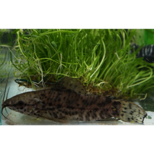 PO. Megalechis thoracata 6-8cm