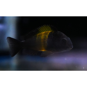 PO. Tropheus sp. Kiriza F1 4-5cm