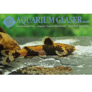 PO. Akysis prashadi 3-4cm