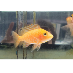 PO. Aulonocara sp. "Dragon Blood" 5-6cm