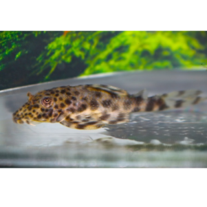 PO. L 205 - Peckoltia brevis 4-5cm