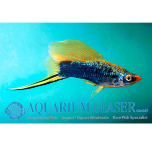 PO. Xipho Hamburg Highfin 4-5cm