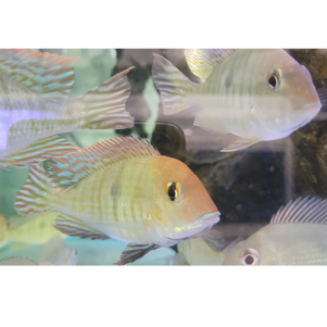 PO. Geophagus pyrocephalus M 4-6cm