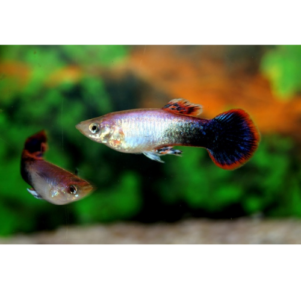 PO. Guppy Pink Tuxedo M 3cm