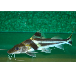 PO. Pimelodus ornatus 12-15cm
