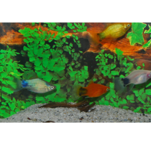 PO. Platy Mickey Mix 3cm