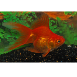 PO. Ryukin Rouge 7-8 Cm