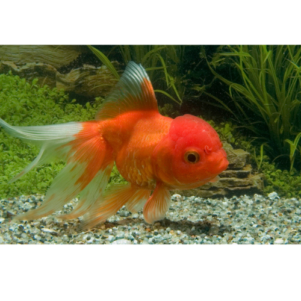 PO. Tete de lion / oranda rouge 4/6cm