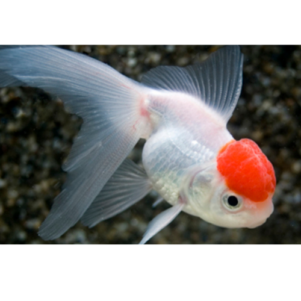 PO. Tete de lion / oranda rouge-blanc 4/6cm