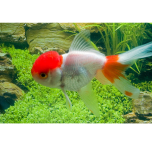 PO. Tete de lion / oranda rouge-blanc 8-10cm