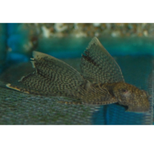 PO. Ancistrus cf. cirrhosus voile 4-5cm