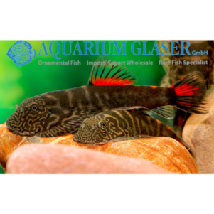 PO. Gastromyzon sp. BLOODY-MARY 3.5-4.5cm