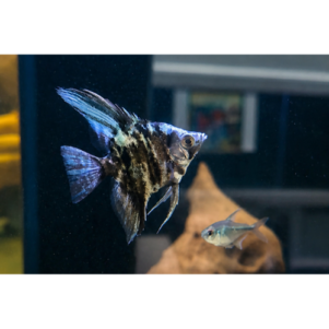 PO. Scalaire marbré bleu 3-4cm