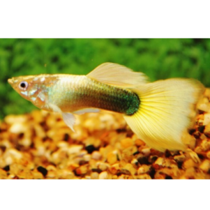 PO. Guppy Tuxedo jaune M 3cm