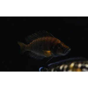 PO. Altolamprologus compressiceps