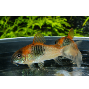 PO. Osteogaster venezuelanus