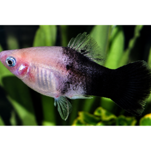 PO. Platy panda