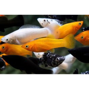 PO. Poecilia velifera MIX Longfin