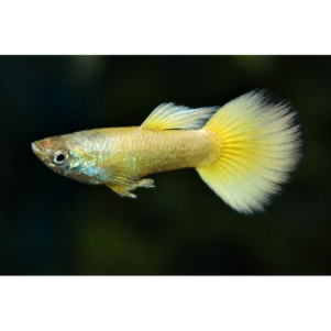 PO. Guppy Neon gold Male