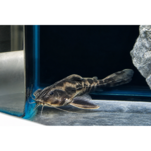 PO. Megalodoras uranoscopus 10-12cm