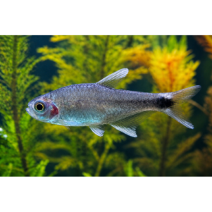 PO. Hasemania negodagua