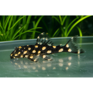PO. Hypancistrus sp. L471