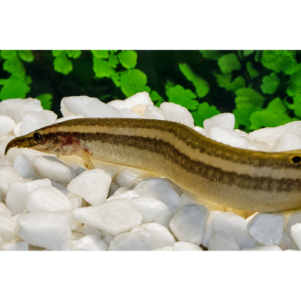 PO. Macrognathus aral