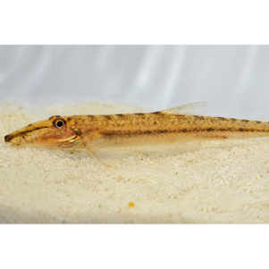 PO. Acantopsis dialuzona