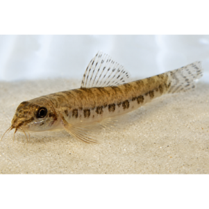 PO. Acanthocobitis urophthalmus