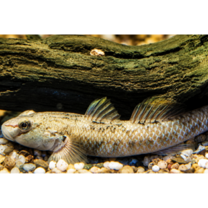 PO. Rhinogobius candidianus