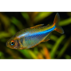 PO. Hyphessobrycon wadai
