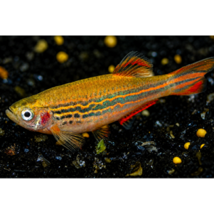 PO. Brachydanio sp. aff. kyathit