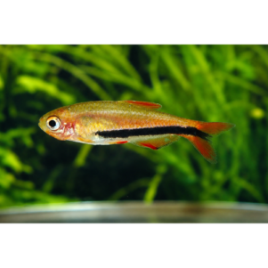PO. Inpaichthys luizae