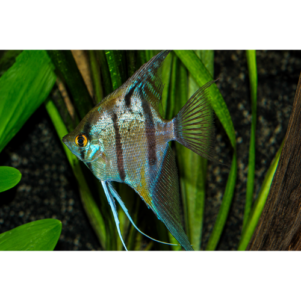 PO. Pterophyllum sp. Peru "Rio Nanay" 6-8cm