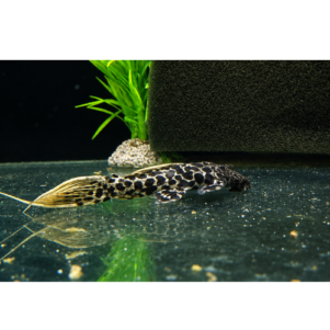 PO. L 273 - Pseudacanthicus sp. Titanic Pleco 10-12cm