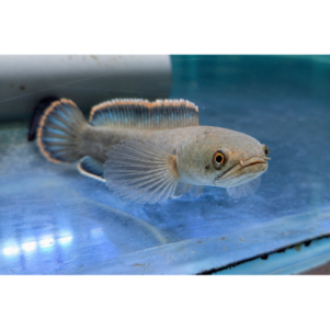 PO. Channa "Laos Fireback"