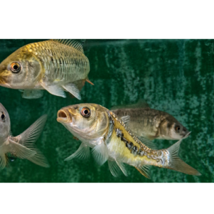 PO. Cyprinus carpio (Cuir - Miroir - TAP) 12-15cm
