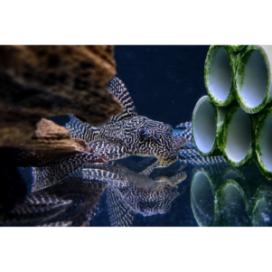 PO. L 411 - Hypancistrus sp.