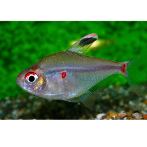 PO. Megalamphodus socolofi