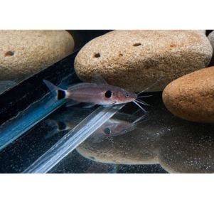 PO. Mystus bimaculatus 4-6cm