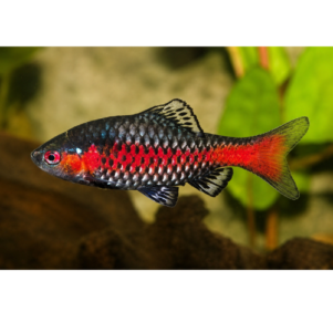 PO. Pethia padamya sauvage 2.5-3.5cm