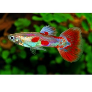 PO. Guppy Pigeon Blood