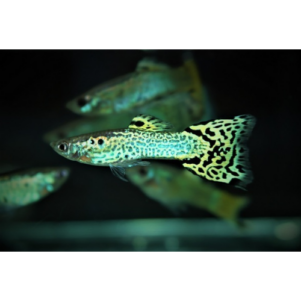 PO. Guppy Cobra vert male