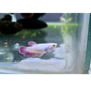PO. Betta splendens femelle "Half Moon"