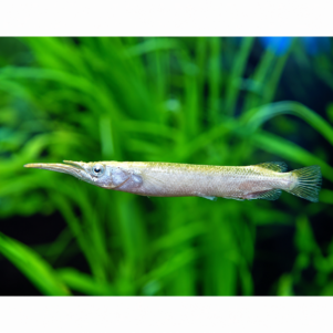 PO. Dermogenys pusilla albinos