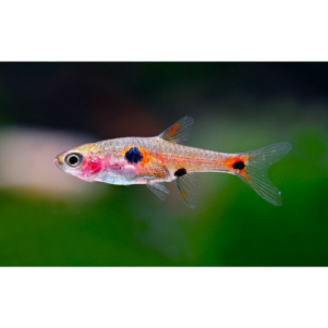 PO. Boraras maculatus