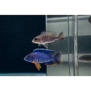 PO. Aulonocara stuartgranti Cobue L 7-9CM
