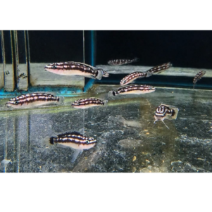 PO. Julidochromis transcriptus Kapampa F1 4-6cm